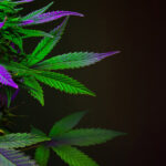 Leaves of a Cannabis plant with green and purple.